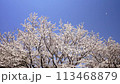 Cherry blossoms in full bloom in a park in Ebina City, Kanagawa Prefecture 113468879