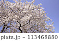Cherry blossoms in full bloom in a park in Ebina City, Kanagawa Prefecture 113468880