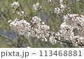 Cherry blossoms in full bloom in a park in Ebina City, Kanagawa Prefecture 113468881