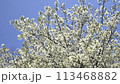 Cherry blossoms in full bloom in a park in Ebina City, Kanagawa Prefecture 113468882