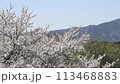 Cherry blossoms in full bloom in a park in Ebina City, Kanagawa Prefecture 113468883
