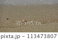 瀨戶內海的溫柔海浪 113473807