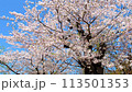 櫻花盛開，樹枝漂亮_縮小 113501353
