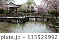 お昼時の桜咲く岐阜公園の花筏の公園 113529992