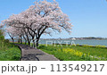 鳥取縣青島的櫻花和油菜花風景 鳥取縣青島的櫻花和油菜花風景 113549217