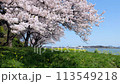 鳥取縣青島的櫻花和油菜花風景 鳥取縣青島的櫻花和油菜花風景 113549218