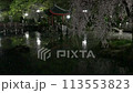 岐阜公園の花筏の倍速動画 113553823