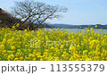 鳥取縣青島的油菜花田和小山池 鳥取縣青島的油菜花田和小山池 113555379