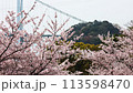 Cherry blossoms and Kanmon Bridge seen from the Turkish Tulip Garden in Hinoyama Park 113598470
