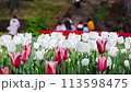 Tulips at Hinoyama Park Turkish Tulip Garden 113598475