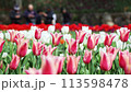Tulips at Hinoyama Park Turkish Tulip Garden 113598478