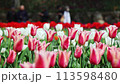Tulips at Hinoyama Park Turkish Tulip Garden 113598480