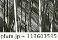 A bamboo forest sparkling in the sunlight 113603595
