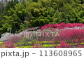 満開の赤と白の花桃がある日本の農村の風景 113608965
