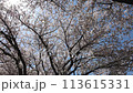 桜と木漏れ日 113615331