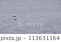 木場潟の湖面で羽を休めるカモ｜石川県小松市 113631164