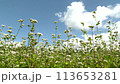 Blue sky and buckwheat flowers on the plateau 113653281