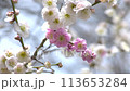 Red and white cherry blossoms 113653284