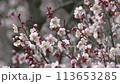 Beautifully blooming plum blossoms 113653285
