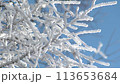Snow-covered tree branches and blue sky 113653684