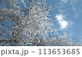 Snow-covered branches and blue sky 113653685