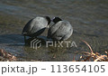A friendly pair of coots 113654105