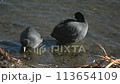 pair of coots 113654109