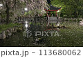 岐阜公園の日中友好庭園の花筏 113680062