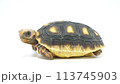 A red-footed tortoise walking towards me 113745903