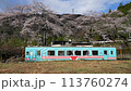 桜の頃の樽見鉄道の日当駅 113760274