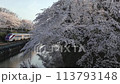 Cherry blossoms at Kasagi Park and Yamagata bullet train 113793148
