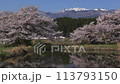 Sakura and Yamagata bullet train 113793150