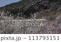 Sakura and Yamagata bullet train at Hogansan park 113793151