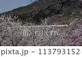 Sakura and Yamagata bullet train at Hogansan park 113793152