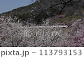 Sakura and Yamagata bullet train at Hogansan park 113793153