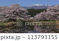 Sakura and Yamagata bullet train 113793155