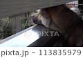 A dog peeking through a gap in the balcony (pan version) 113835979