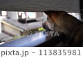 A dog peeking through a gap in the balcony (long shot) 113835981