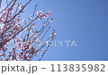 Kawazu cherry blossoms swaying in the strong wind and blue sky 113835982
