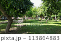 Bungalow in the middle of the garden with orange  trees and hammock 113864883