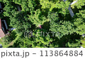 Woman swinging in a hammock on a green holiday site 113864884