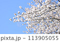 青空と風に揺れるソメイヨシノ 113905055