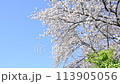 青空と風に揺れるソメイヨシノ 113905056