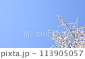青空と風に揺れるソメイヨシノ 113905057