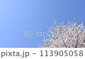 青空と風に揺れるソメイヨシノ 113905058