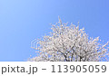 青空と風に揺れるソメイヨシノ 113905059