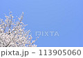 青空と風に揺れるソメイヨシノ 113905060