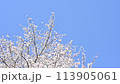 青空と風に揺れるソメイヨシノ 113905061