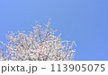 青空と風に揺れるソメイヨシノ 113905075