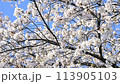 風に揺れるソメイヨシノ 113905103